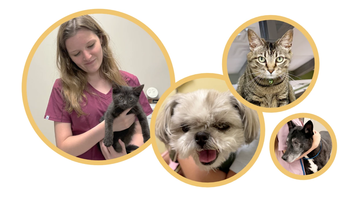 Arlington animal Clinic customers.