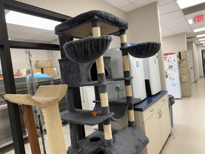 The cat climbers at the Arlington Animal Clinic.