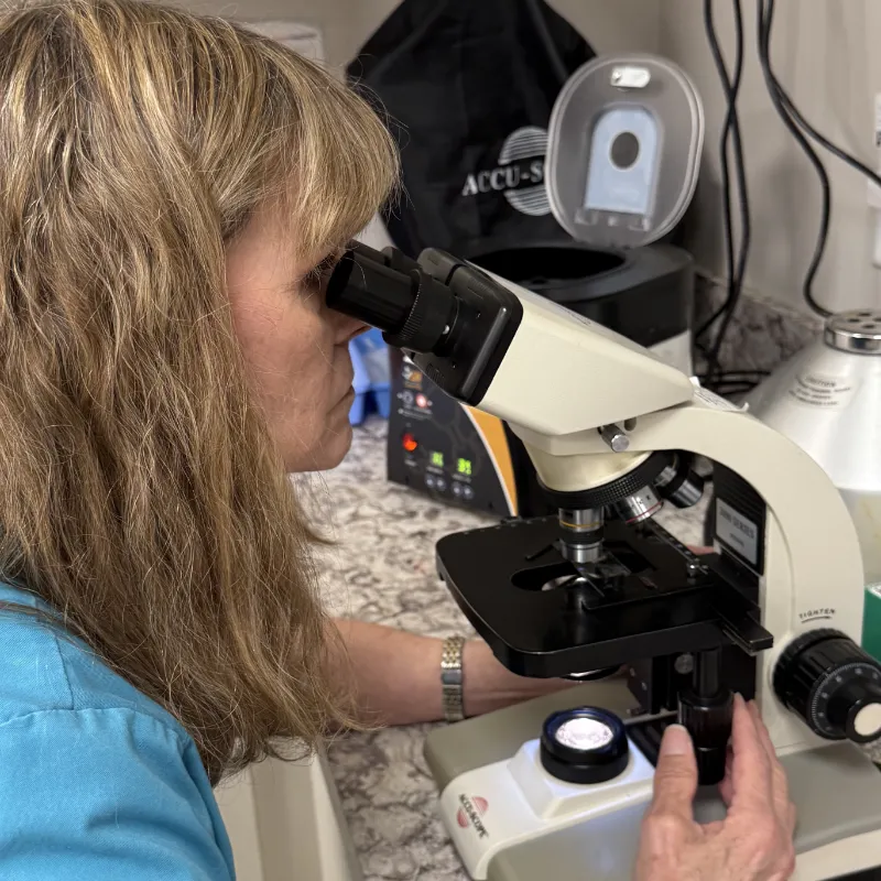 Looking in microscope.