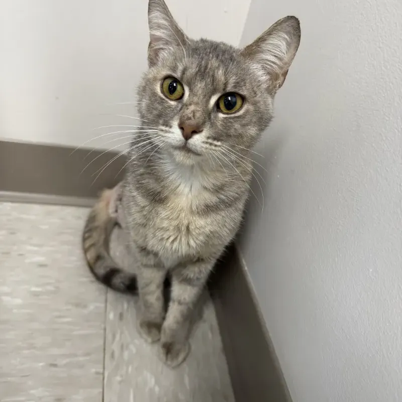 Star visits the Arlington Animal Clinic.