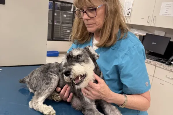 Rocky gets a checkup today at the clinic.