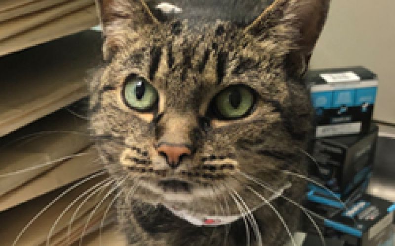 Tabitha the cat.