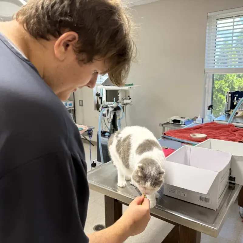 Feeding a cat a treat while visit at Arlington Animal Clinic.