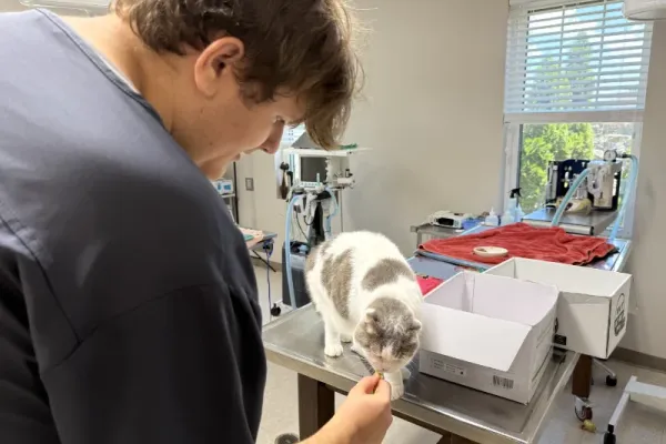 Feeding a cat a treat while visit at Arlington Animal Clinic.