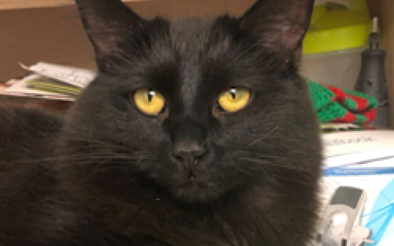 Grayson the cat.