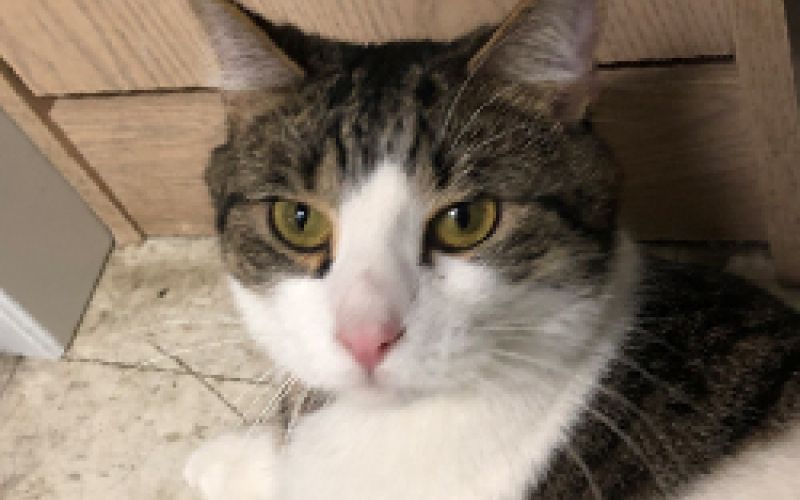 Parker the cat.