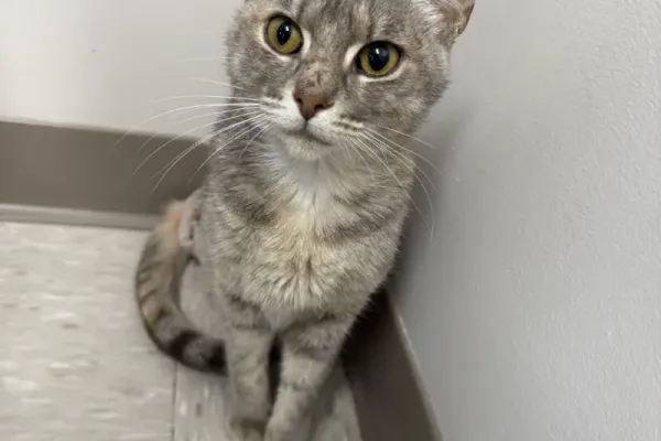 Star visits the Arlington Animal Clinic.