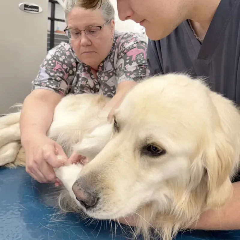 Dog is with the veterinarian for diagnostic exam.
