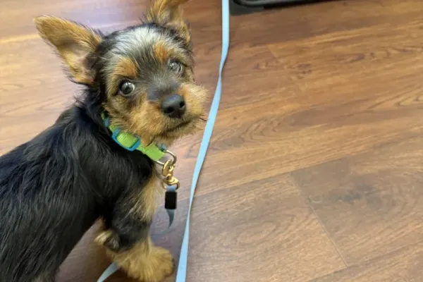 Cute miniature schnauzer visits the Arlington Animal Clinic.