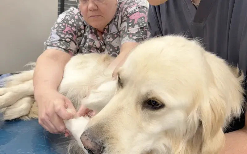 Dog is with the veterinarian for diagnostic exam.