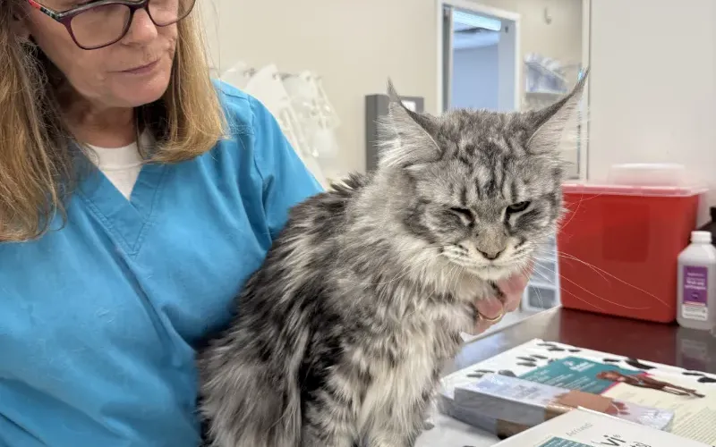 A freindly cat visits the clinic.