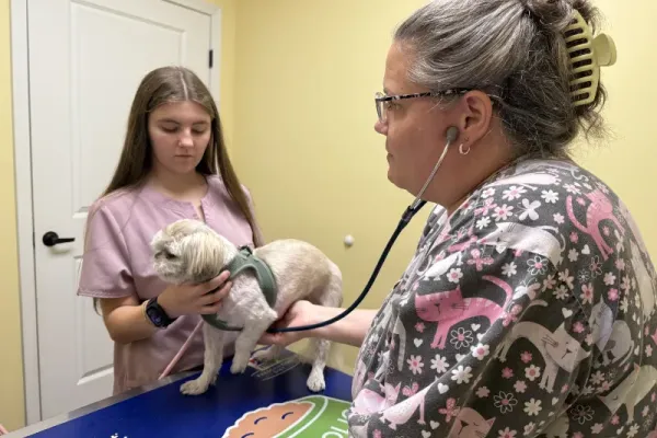 The veterinarian is doing a wellness check on this puppy. 