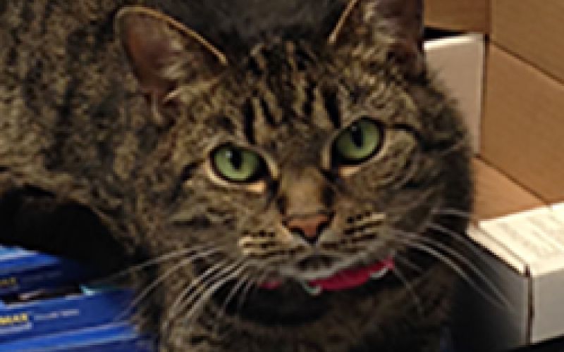 Millie the cat.